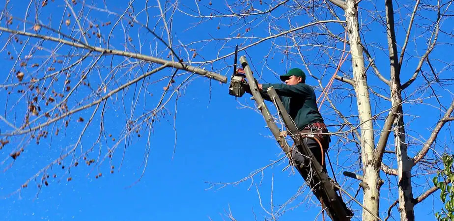 elagage-et-abattage-de-tout-type-d-arbre-41-1