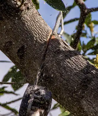 elagage-et-abattage-de-tout-type-d-arbre-41-2