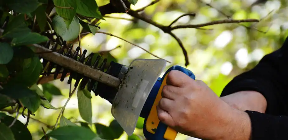 taille-de-haie-et-d-arbre-41-1